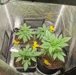 Gorilla Cookies Auto by FastBuds