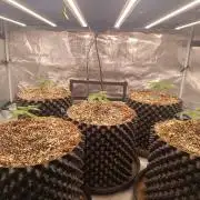 Wham Boom - Anesia Seeds