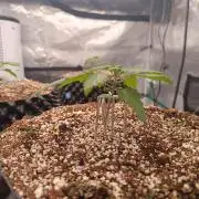 Wham Boom - Anesia Seeds