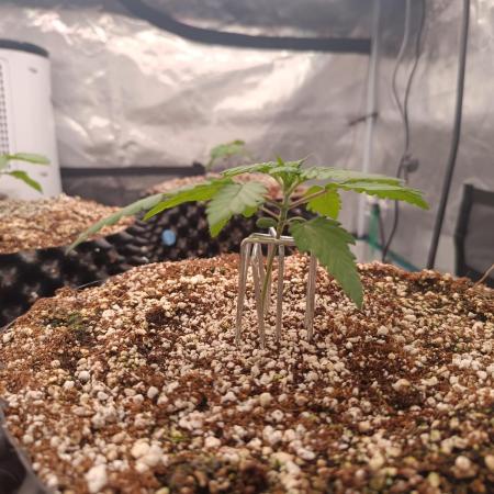 Wham Boom - Anesia Seeds