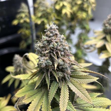 Lemon Skunk OG