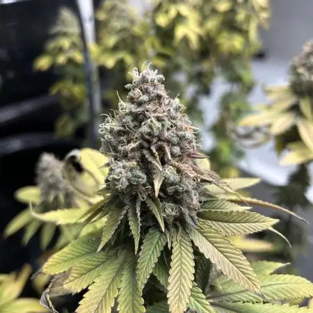 Lemon Skunk OG