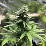 Lemon Skunk OG