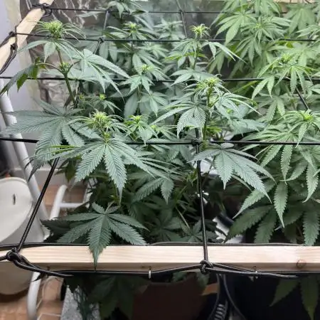 Lemon Skunk OG