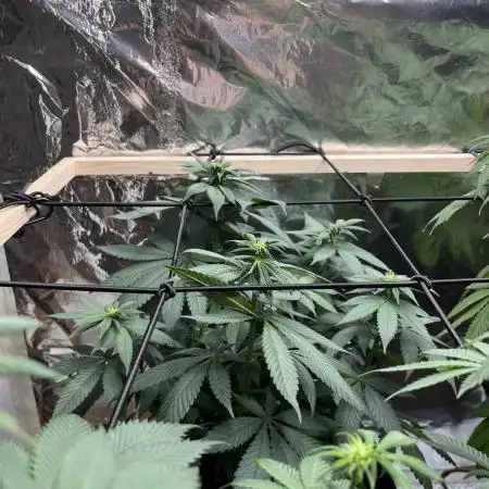 Lemon Skunk OG