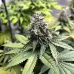 Lemon Skunk OG