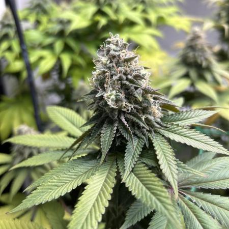 Lemon Skunk OG