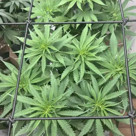 Special Queen #1