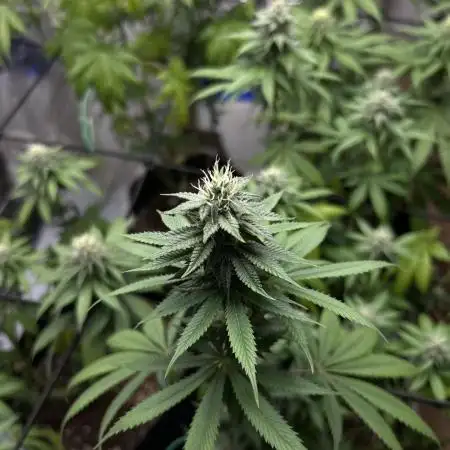 Lemon Skunk OG