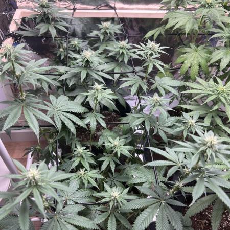 Lemon Skunk OG