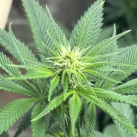 Special Queen #1