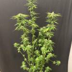 Kings Juice x SubLIMEinaL test