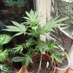 Fast Buds