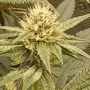 Blackberry moonrocks WSE