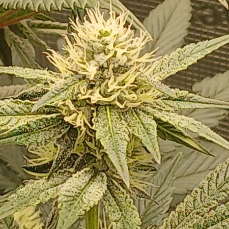 Blackberry moonrocks WSE