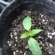 Blackberry moonrocks WSE