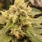 Blackberry moonrocks WSE
