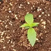 Blackberry moonrocks WSE