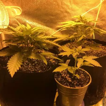 First Grow