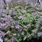 Sog 80x80 Mimosa x orange punch Barney’s