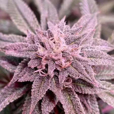First grow ever 