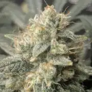 Mimosa x Orange Punch