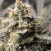 Mimosa x Orange Punch