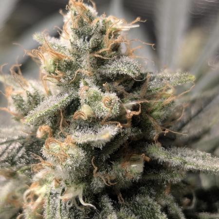 Mimosa x Orange Punch