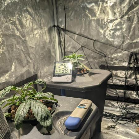 Mimosa x Orange Punch