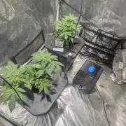 Mimosa x Orange Punch