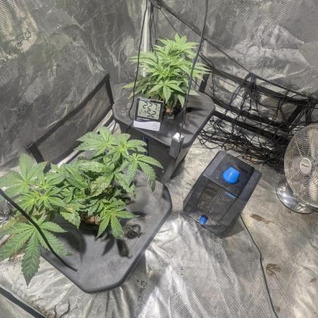 Mimosa x Orange Punch