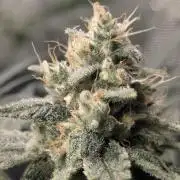 Mimosa x Orange Punch