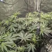 Mimosa x Orange Punch