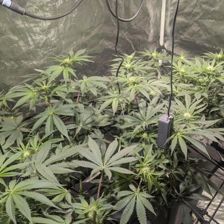 Mimosa x Orange Punch