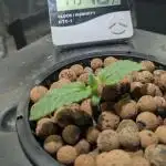 Mimosa x Orange Punch