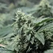 Mimosa x Orange Punch