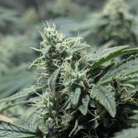 Mimosa x Orange Punch