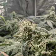 Mimosa x Orange Punch