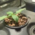 Mimosa x Orange Punch