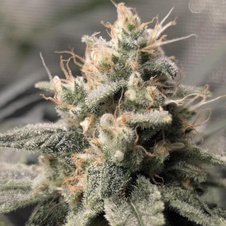 Mimosa x Orange Punch