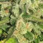 Dank budz