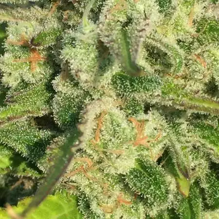Dank budz