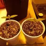 Gorilla Grapes (Original Glue × Vino OG)