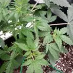 Shevek's Skywalker Haze Auto
