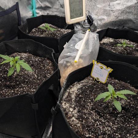 Milk & Qookie Smasher 1st run