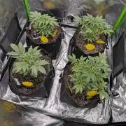 New tent setup 1st run