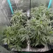 Milk & Qookie Smasher 1st run