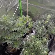 New tent setup 1st run