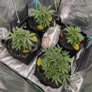 Milk & Qookie Smasher 1st run