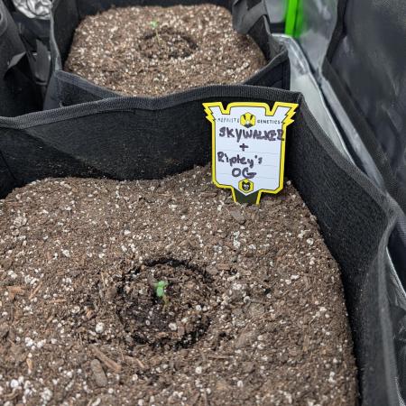 New tent setup 1st run